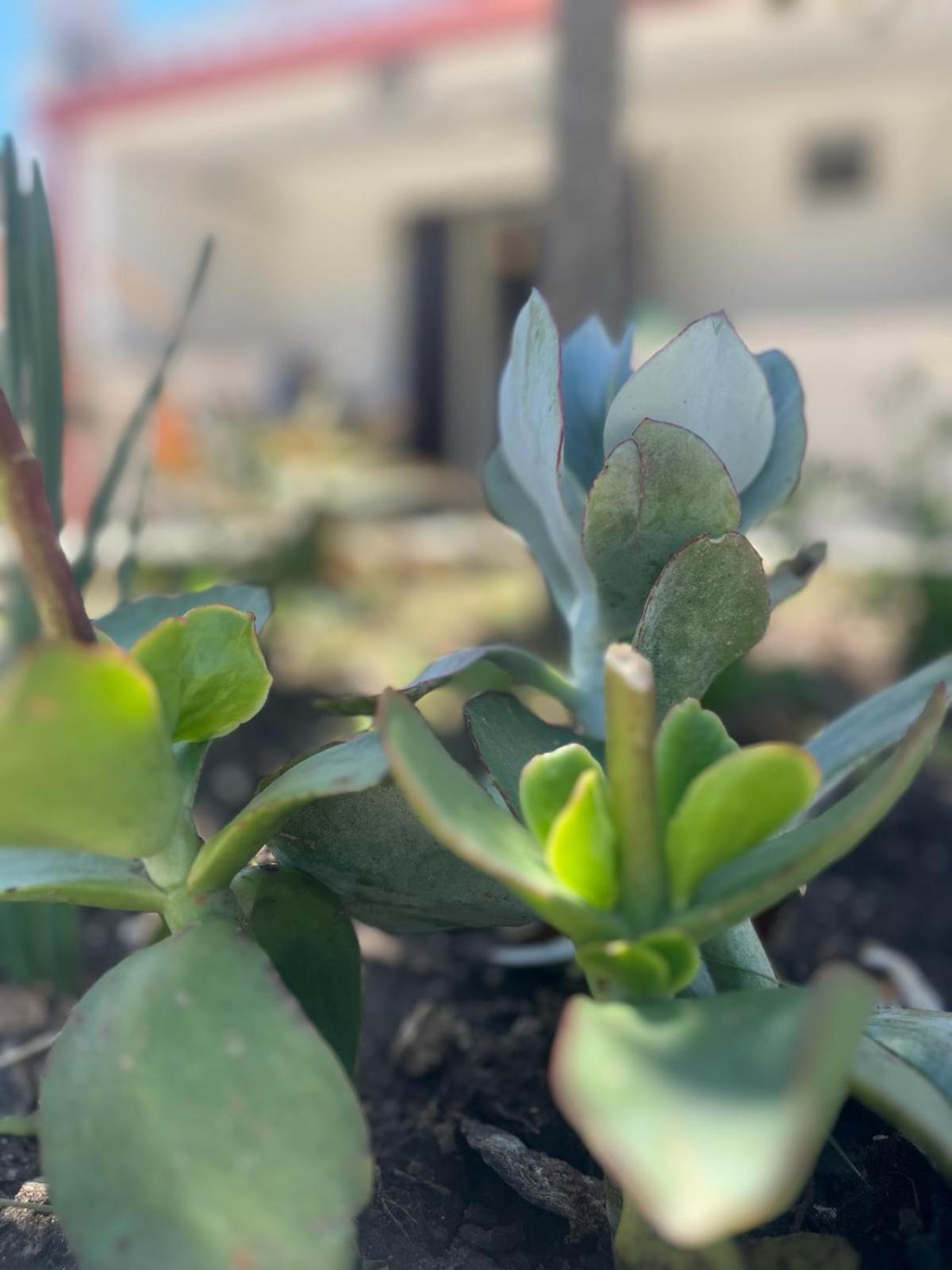 Dimora Toma Apartment Vieste Bagian luar foto